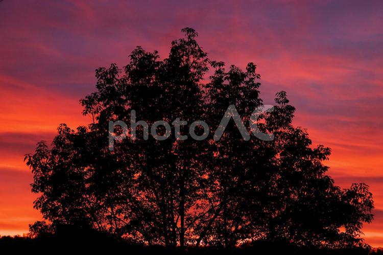 燃えるような夕焼けと木のシルエット 夕焼け,赤,暮れ色の写真素材