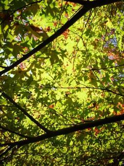 紅葉 もみじ 紅葉 もみじの写真