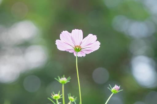 緑背景のコスモス 緑背景のコスモス コスモス,謙虚,乙女の真心の写真素材