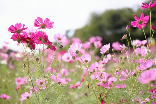 秋の風物詩　コスモス畑の写真
