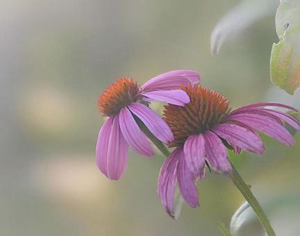 秋のエキナセア バレンギク,多年草,ガーデニングの写真素材