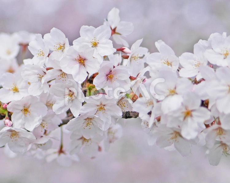 満開の桜の花のアップ（スタートの季節） 桜,春,ソメイヨシノの写真素材