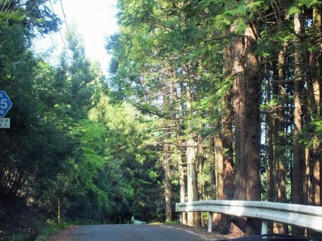 スギの並木のそばを通る山の道路 スギの並木のそばを通る山の道路の写真