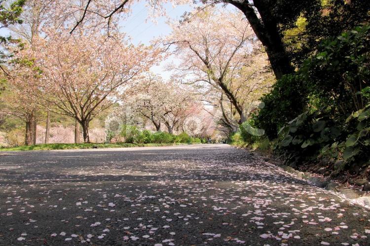 桜咲き時が過ぎ花は散る 桜,さくら,サクラの写真素材