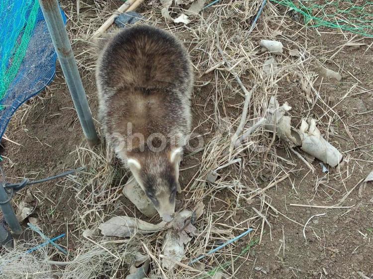 畑に現れたアナグマ 動物,野生動物,哺乳類の写真素材