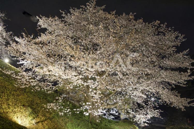 夜桜 風景,自然,サクラの写真素材
