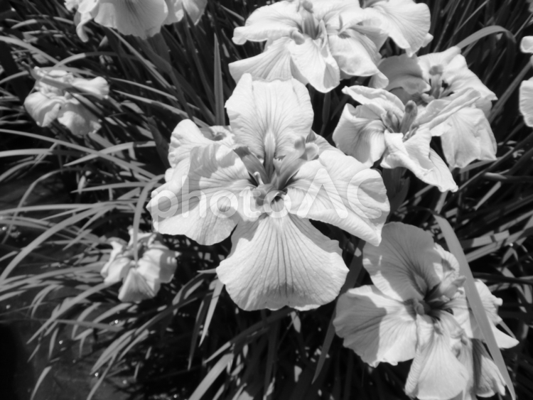 モノクロ写真の花菖蒲 花菖蒲,花,６月の写真素材