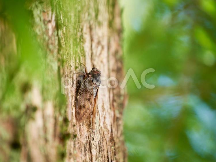 木の幹にとまるアブラゼミ セミ,一匹,アブラゼミの写真素材