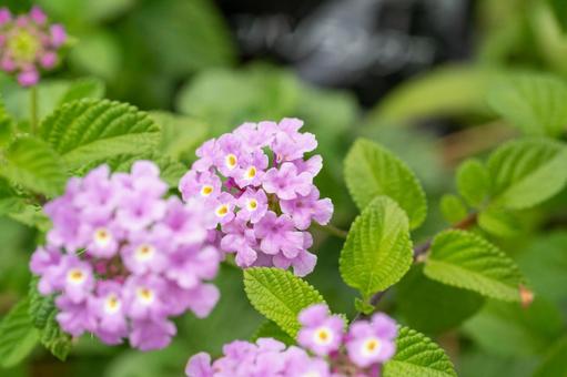 Photo, kobanorantana, lobustana of the leaflet, lantana, 