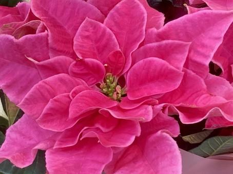 赤いプリンセチア プリンセチア,冬,花の写真素材