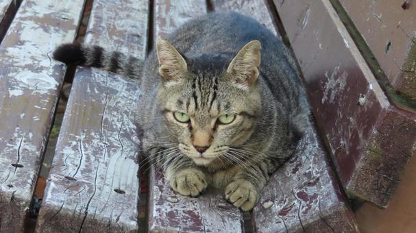 Photo, cat, pheasant, lie down, 