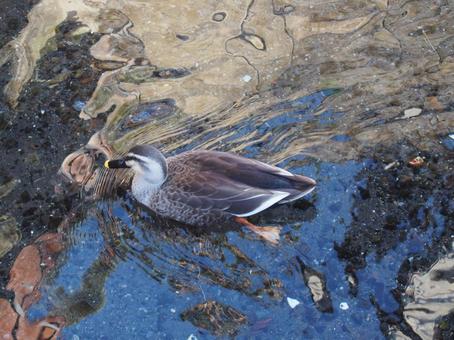 Photo, duck, waterfowl, swim, 