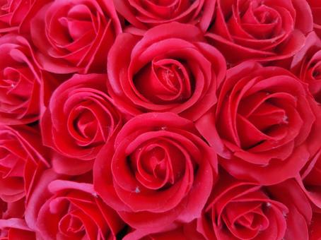 薔薇 薔薇の写真