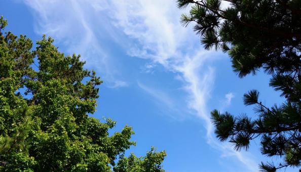 巻雲のある空・ほうき雲 巻雲のある空・ほうき雲 の写真