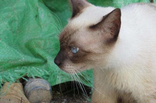 公園ネコ 沖縄県 那覇市 シャム 公園ネコ 沖縄県 那覇市 シャム ネコ,ねこ,動物の写真素材