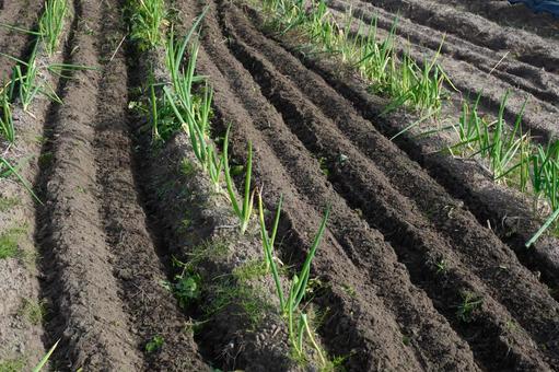 長ネギ畑 長ネギ,畑,家庭菜園の写真素材