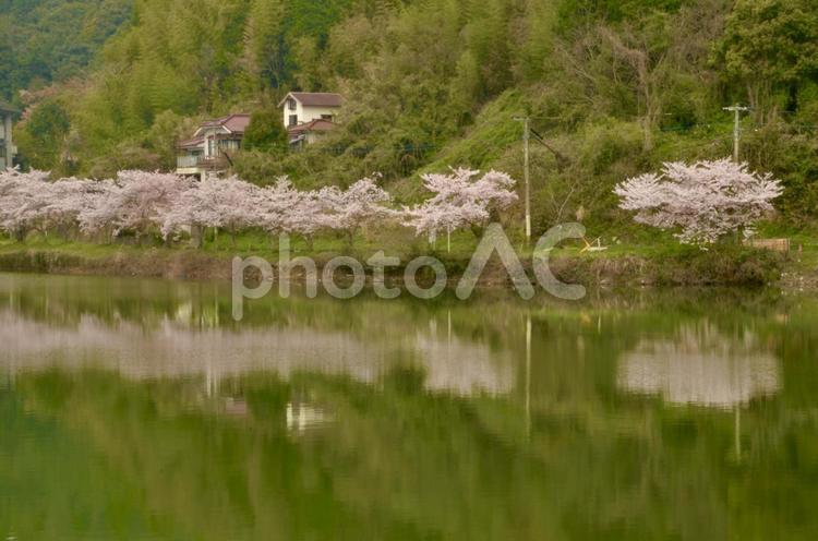 満開の桜に囲まれた家が池に鏡面する 桜,家,池の写真素材