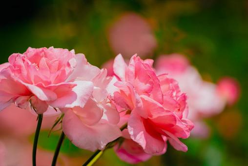 神代植物公園に咲くピンク色のバラ 日本,花,バラの写真素材