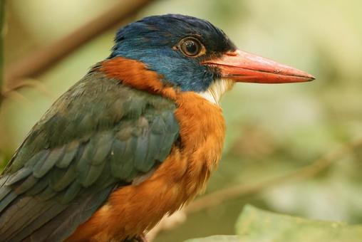 チャバラショウビン チャバラショウビン チャバラショウビン,翡翠,野鳥の写真素材