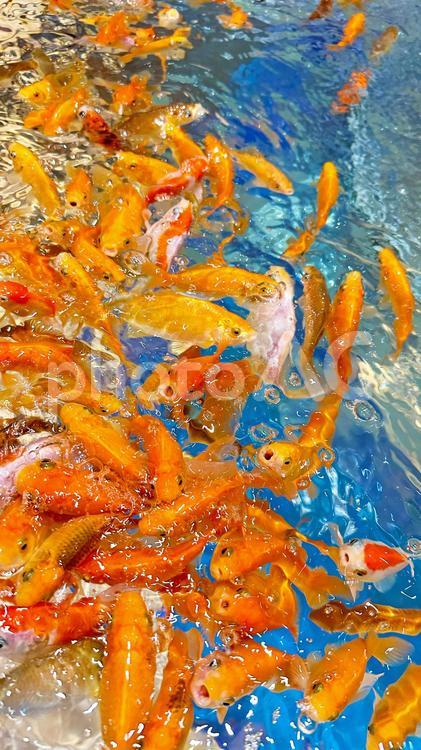 群がるたくさんの金魚 金魚,魚,群がるの写真素材