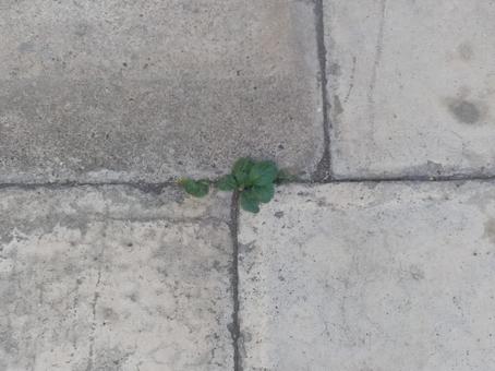 雑草 雑草の写真