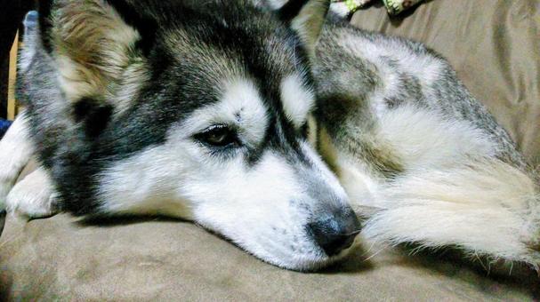 シベリアンハスキー 犬,ハスキー,動物の写真素材