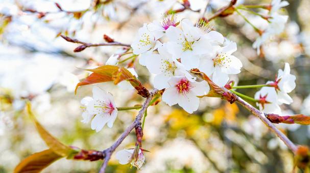 咲き乱れる桜の写真