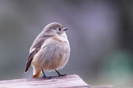 可愛いジョウビタキの雌 可愛いジョウビタキの雌 鳥,ジョウビタキ,冬の写真素材