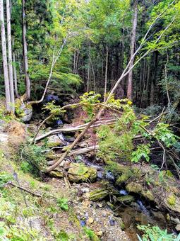 美しい渓谷のある山道 山道,森林,渓谷の写真素材