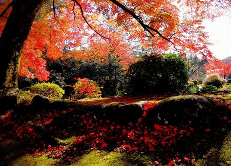紅葉のある景色 紅葉のある景色の写真