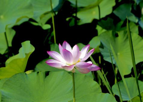 ハスの花 ハス,植物,花の写真素材