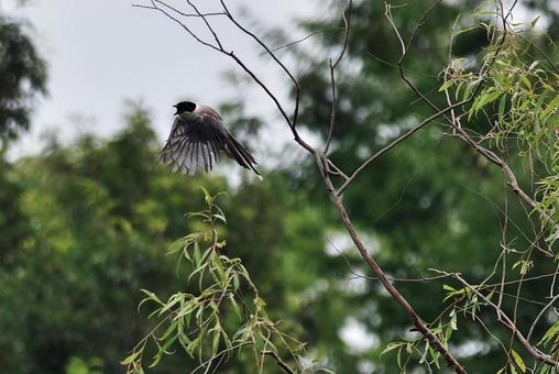 飛び出すオナガ 飛び出すオナガ オナガ,尾長,鳥類の写真素材