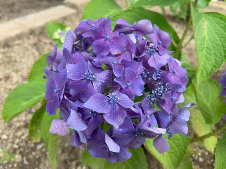 Hydrangea, JPG Hydrangea, JPG