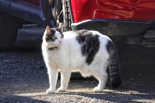 ネコの日の猫4 ネコの日の猫4の写真
