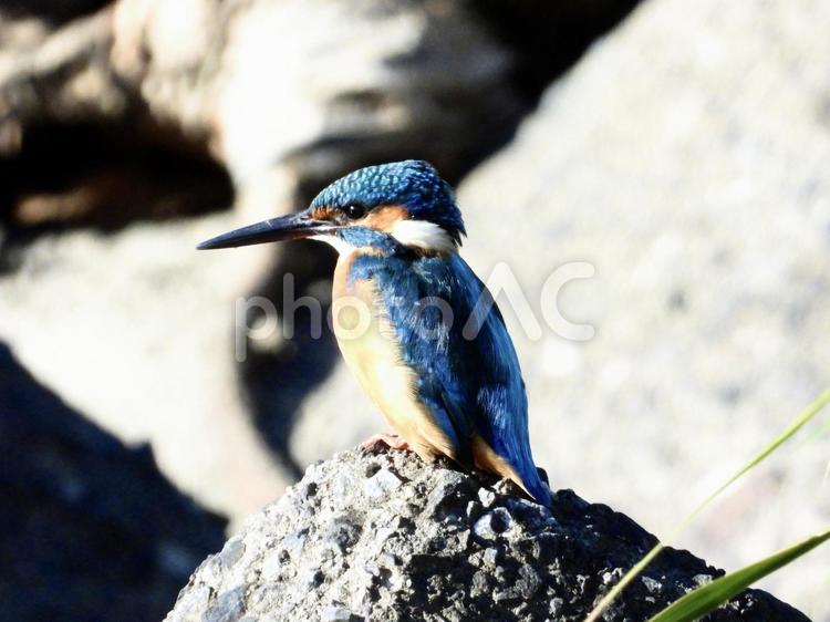 堰石の上から魚を狙うカワセミ 鳥,野鳥,カワセミの写真素材