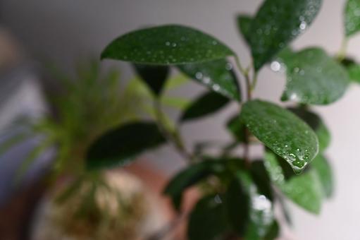 観葉植物 観葉植物の写真
