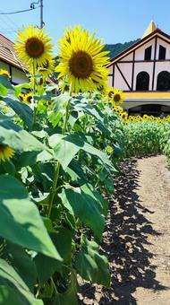 夏を抱きしめる花畑 夏を抱きしめる花畑の写真