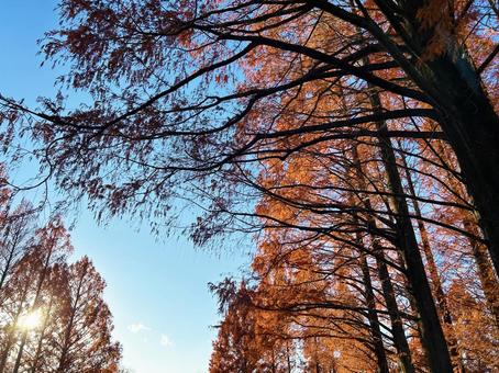 光り輝くメタセコイア並木 空,メタセコイア,光の写真素材