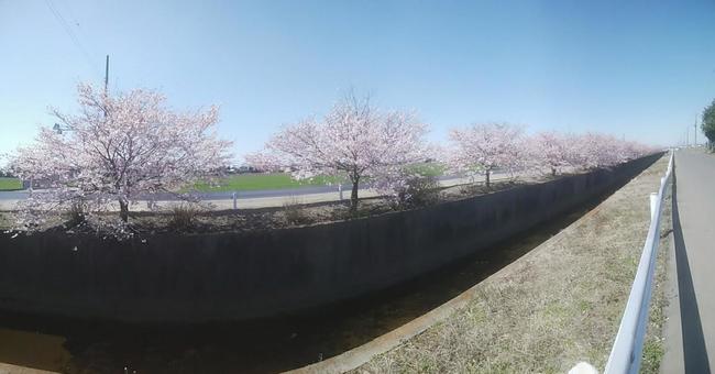 桜 桜の写真