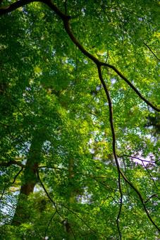 新緑の木漏れ日 新緑,若葉,緑の写真素材