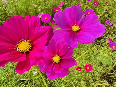 コスモス　コスモスパーク コスモス,秋桜,あきざくらの写真素材