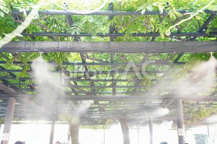 熱中症対策、葉の天井からのミストシャワー ミストシャワー,熱中症,対策の写真素材