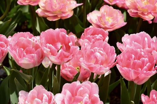 ピンクのチューリップの写真