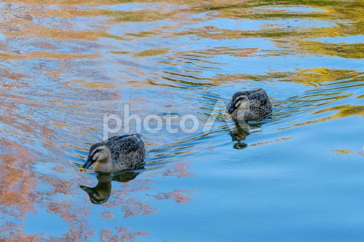 青い水面を泳ぐカルガモのペア カルガモ,鳥,水鳥の写真素材