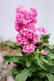 私の最も大切な友の写真