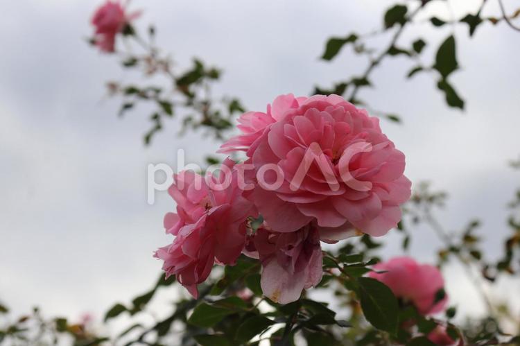 世界の殿堂入りしたフランス産の薔薇、ボニカ 薔薇,綺麗,植物の写真素材