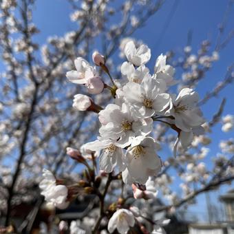 桜 桜の写真