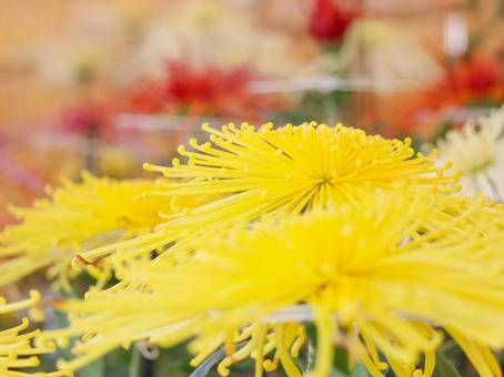 菊 菊 菊,菊の花,キクの写真素材