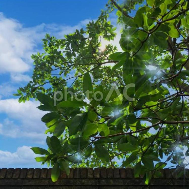 葉の間からの木漏れ日 木漏れ日,新緑,青葉の写真素材