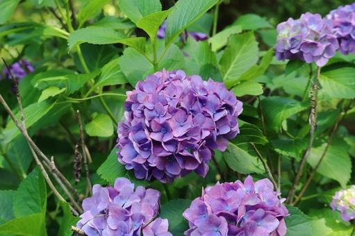 Purple hydrangea, JPG Purple hydrangea, JPG